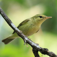 Green Warbler